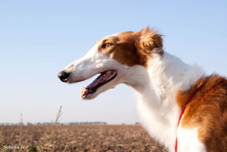 Русская псовая борзая волкодав