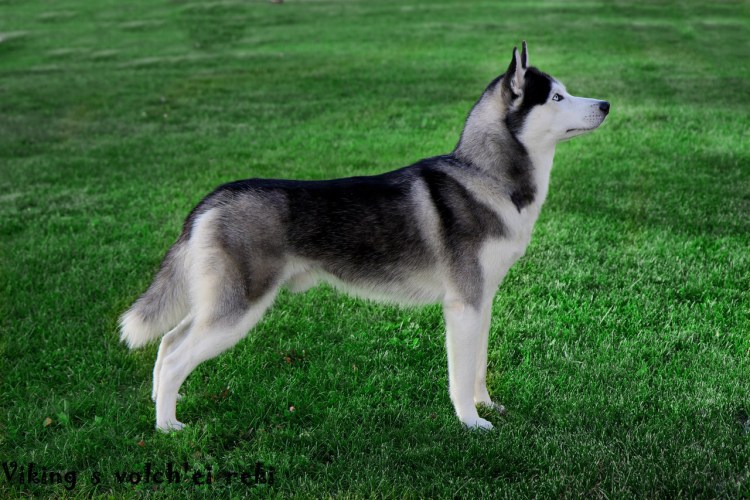 Хаски черно белый на выставке