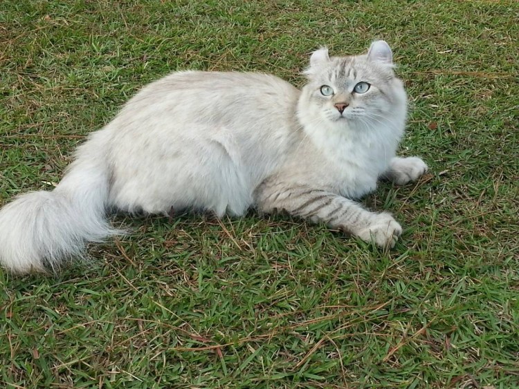 Порода хайлендер Линкс