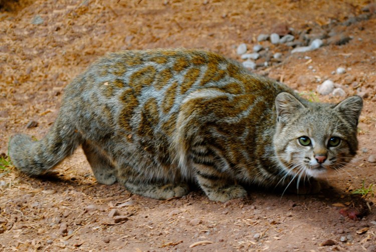 Севанский кот