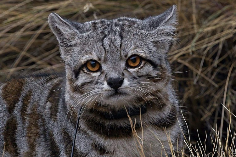 Бенгальская кошка Дикая