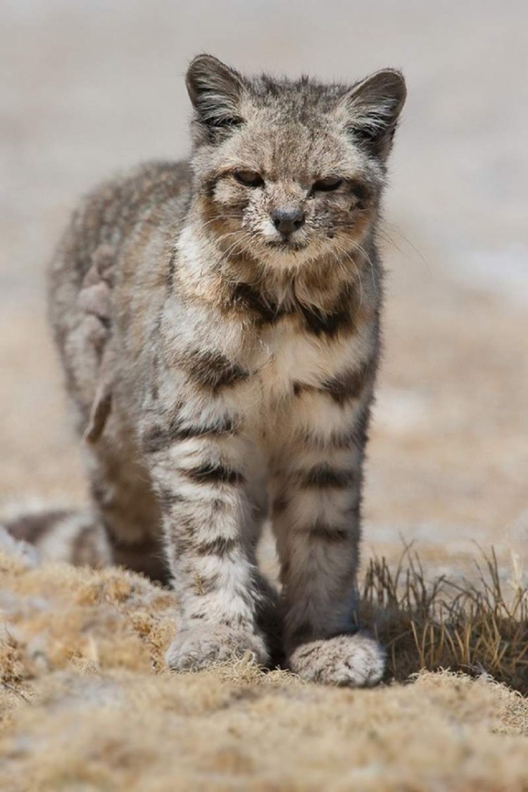 Андская Горная кошка