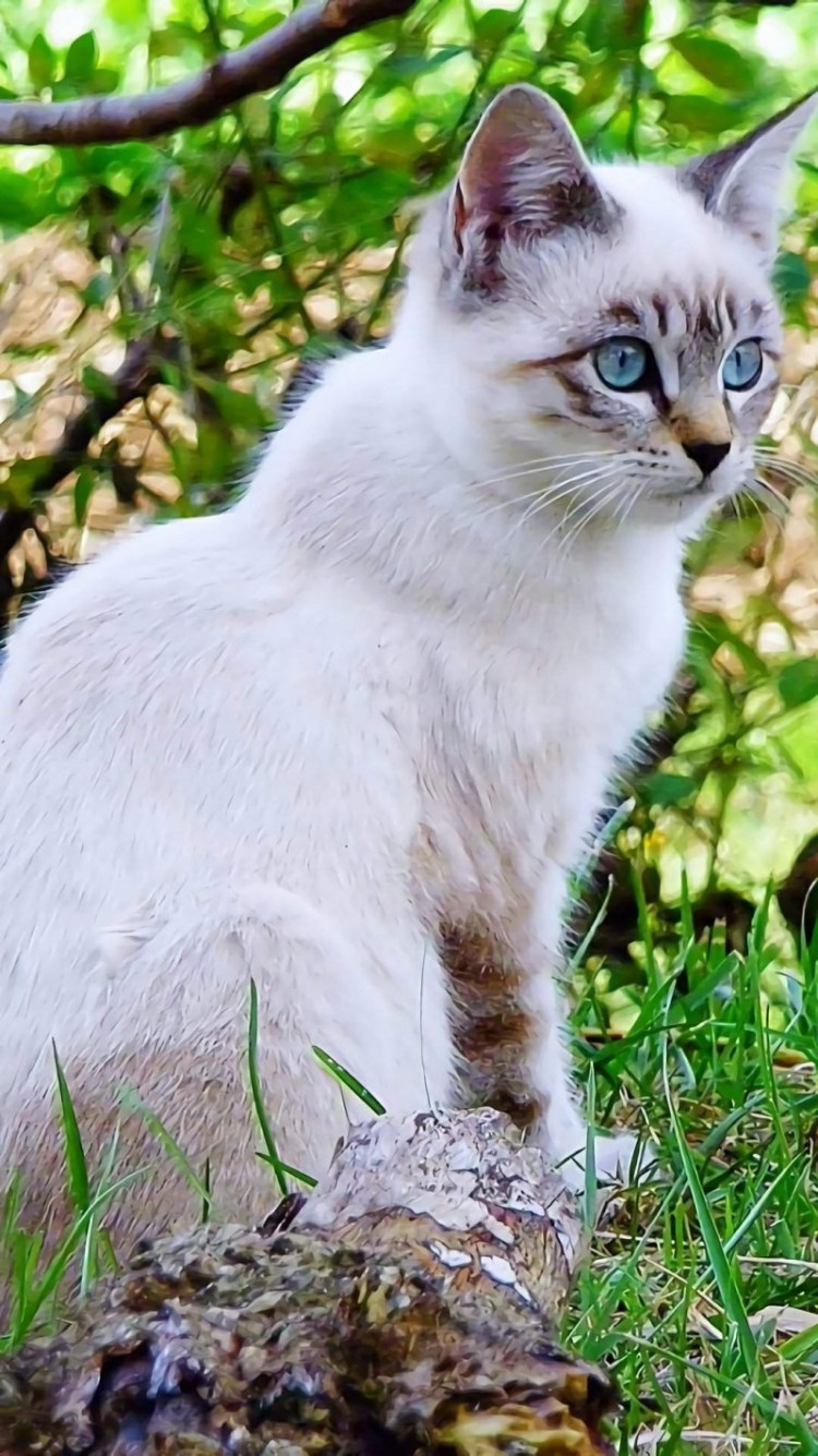 Кошка Ориентал короткошёрстная