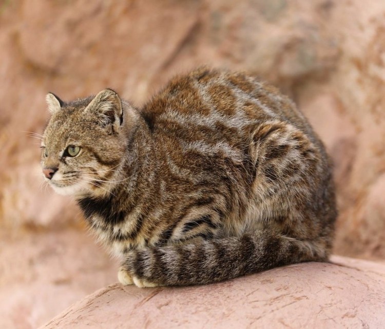 Европейский Лесной кот камышовый