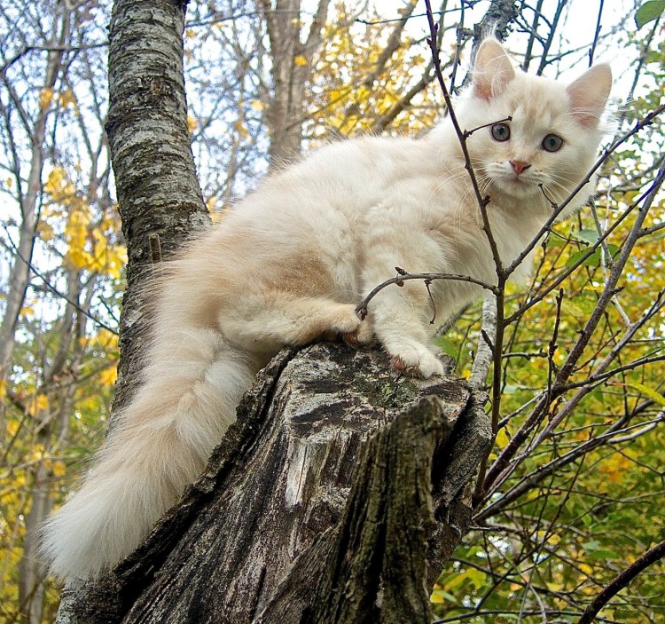 Сибирская кошка полосатая