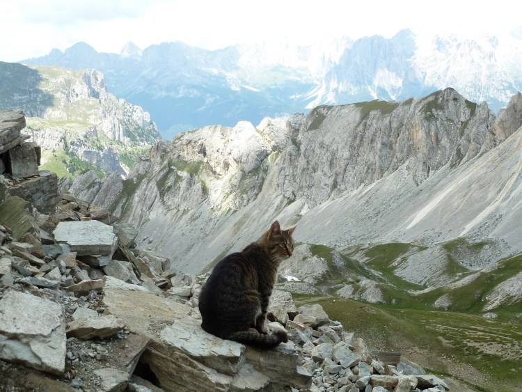 Лесной кот с человеком