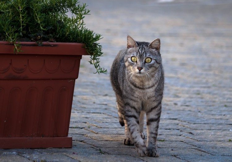Китайская кошка Гобийская серая кошка