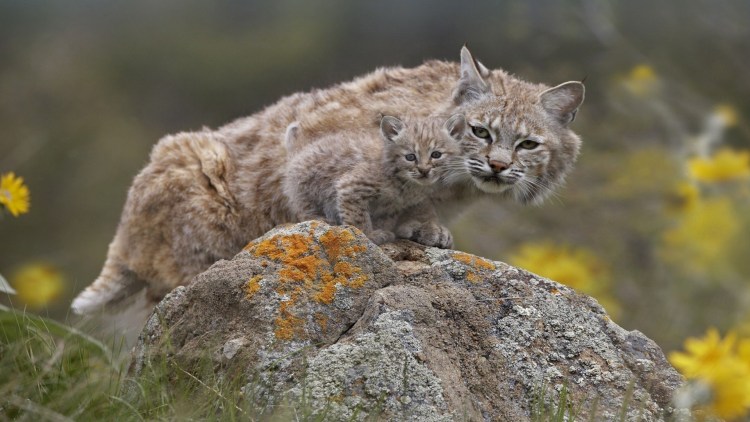 Обыкновенная Рысь Lynx Lynx