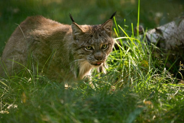 В каком городе кот сидит на каменной ступеньке кот на Камне фото