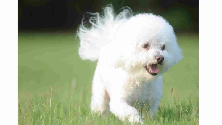 Помесь Бишон-фризе и бенглинтон-терьера