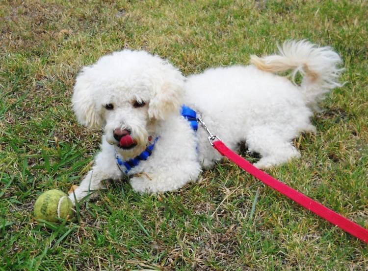 Смесь пуделя и мальтийской Болонки