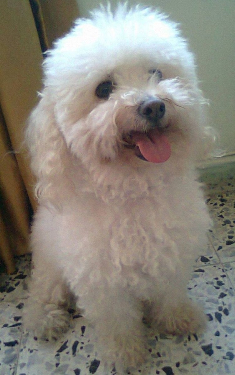 Бишон пудель микс