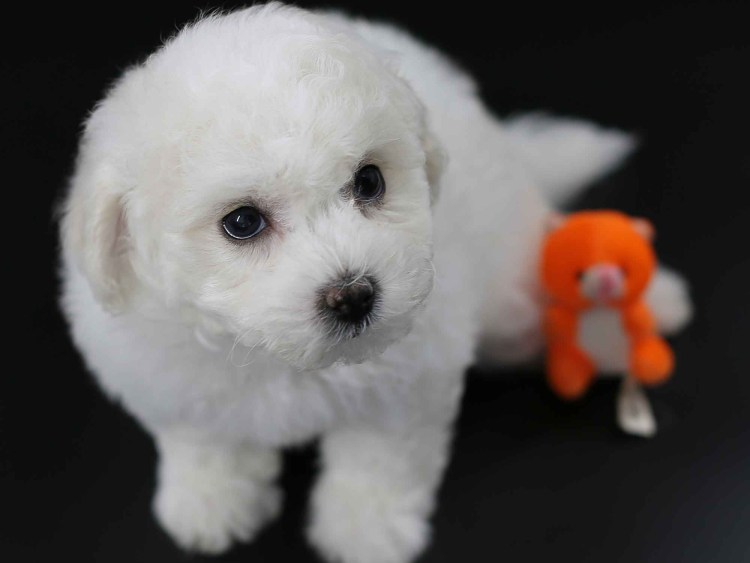 Бишон фризе черный