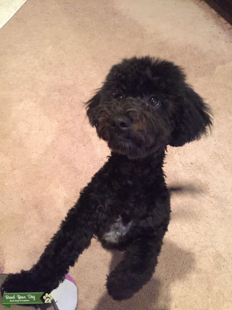 Пудель Бишон фризе