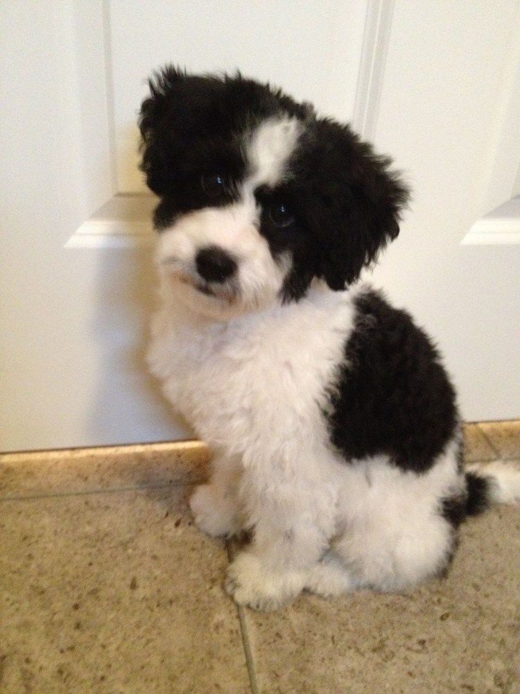 Бишон фризе подушечки