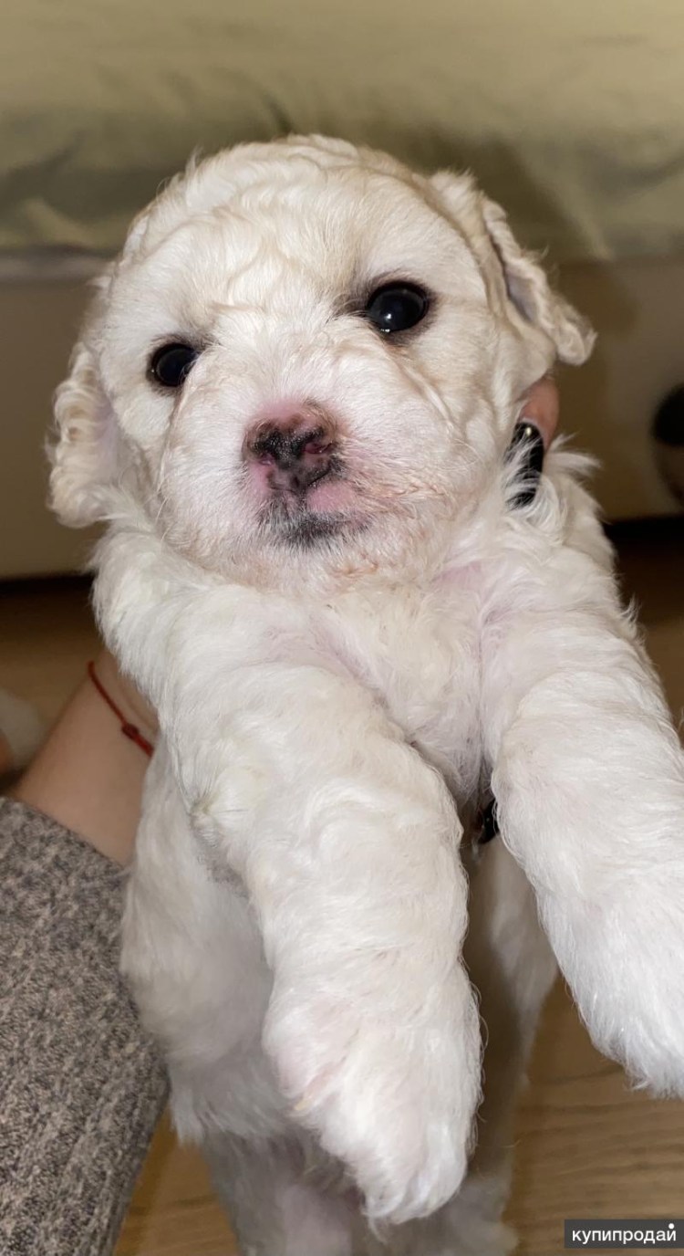 Метисы Бишон фризе