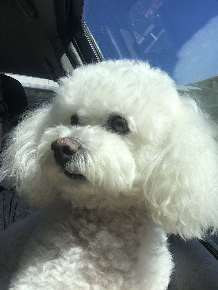 Смесь Бишон фризе и мальтипу