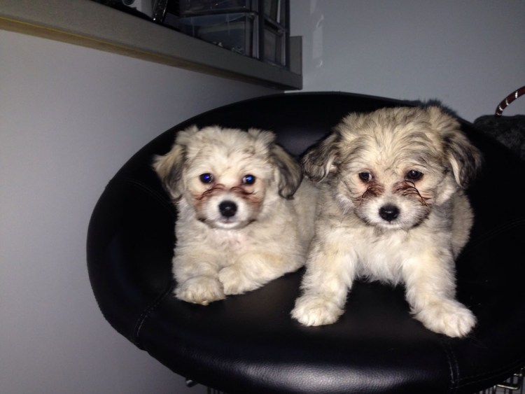 Бишон фризе и чихуахуа