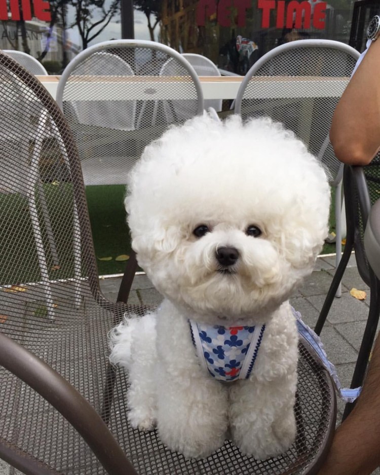 Вязка пуделя и шпица