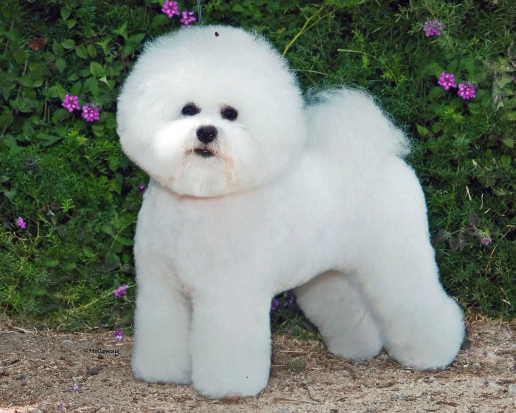 Болонка мальтипу