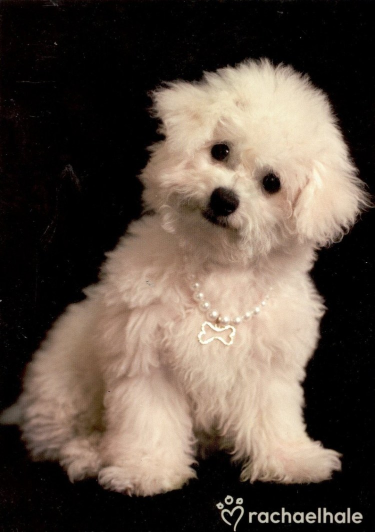 Болонка Бишон и Мальтийская