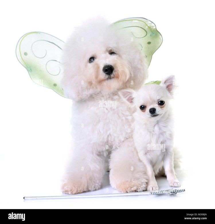 Карликовый пудель Тикап