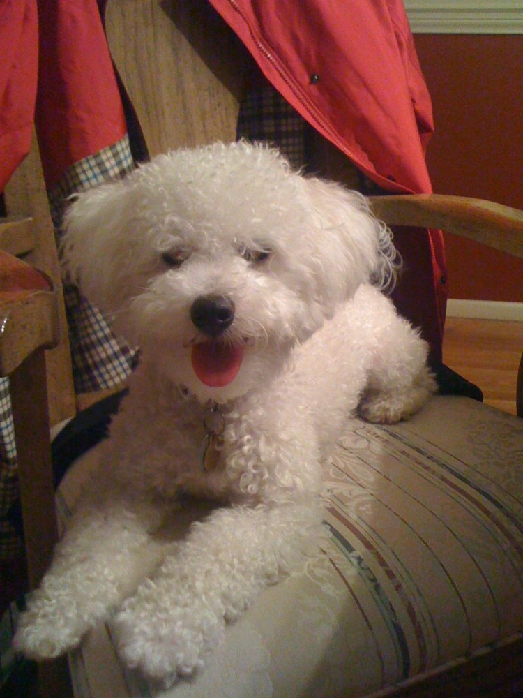 Пудель Бишон фризе