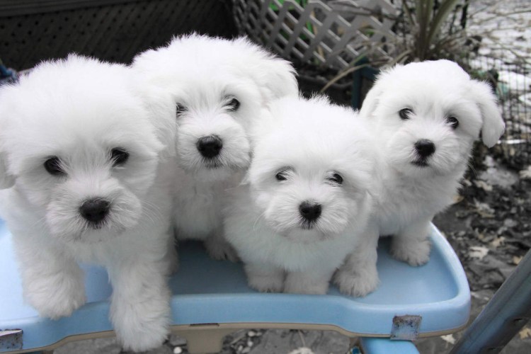 Порода мальтипу пудель