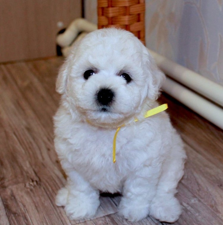 Бишон фризе мини