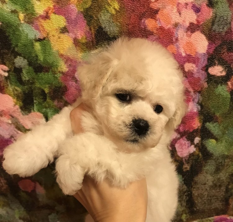 Бишон фризе и шпиц