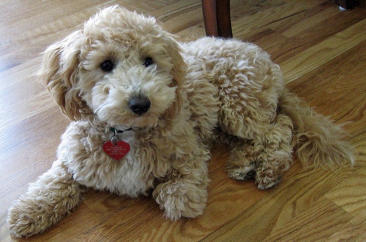 Бишон мальтипу той пудель