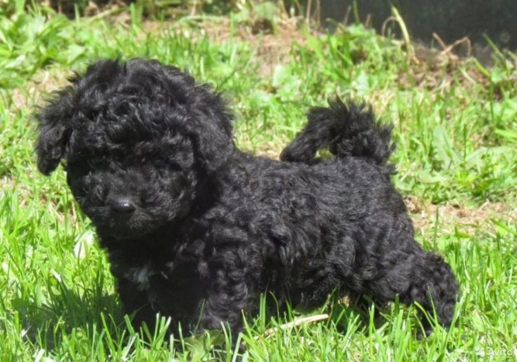 Тату Бишон фризе