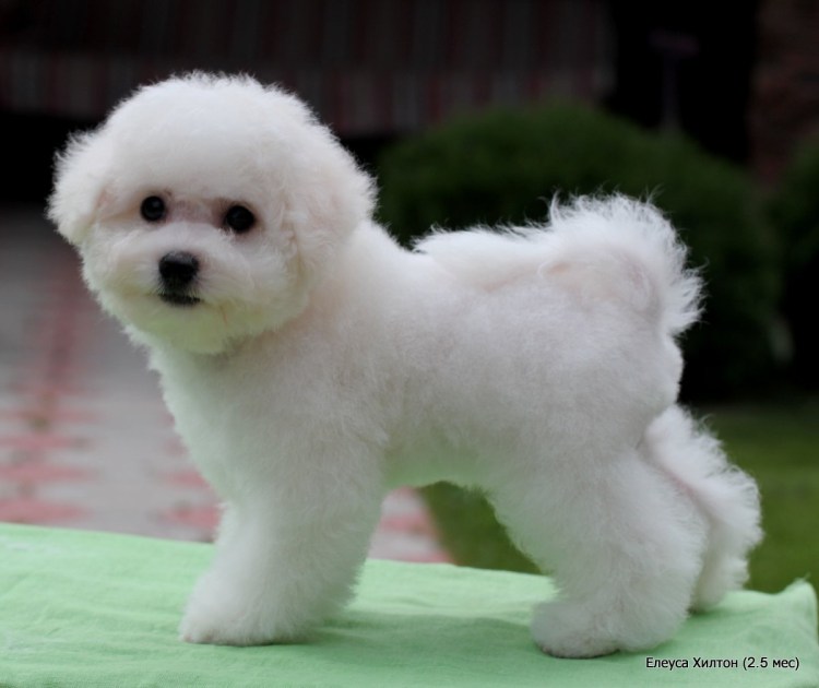 Бишон фризе Maltese