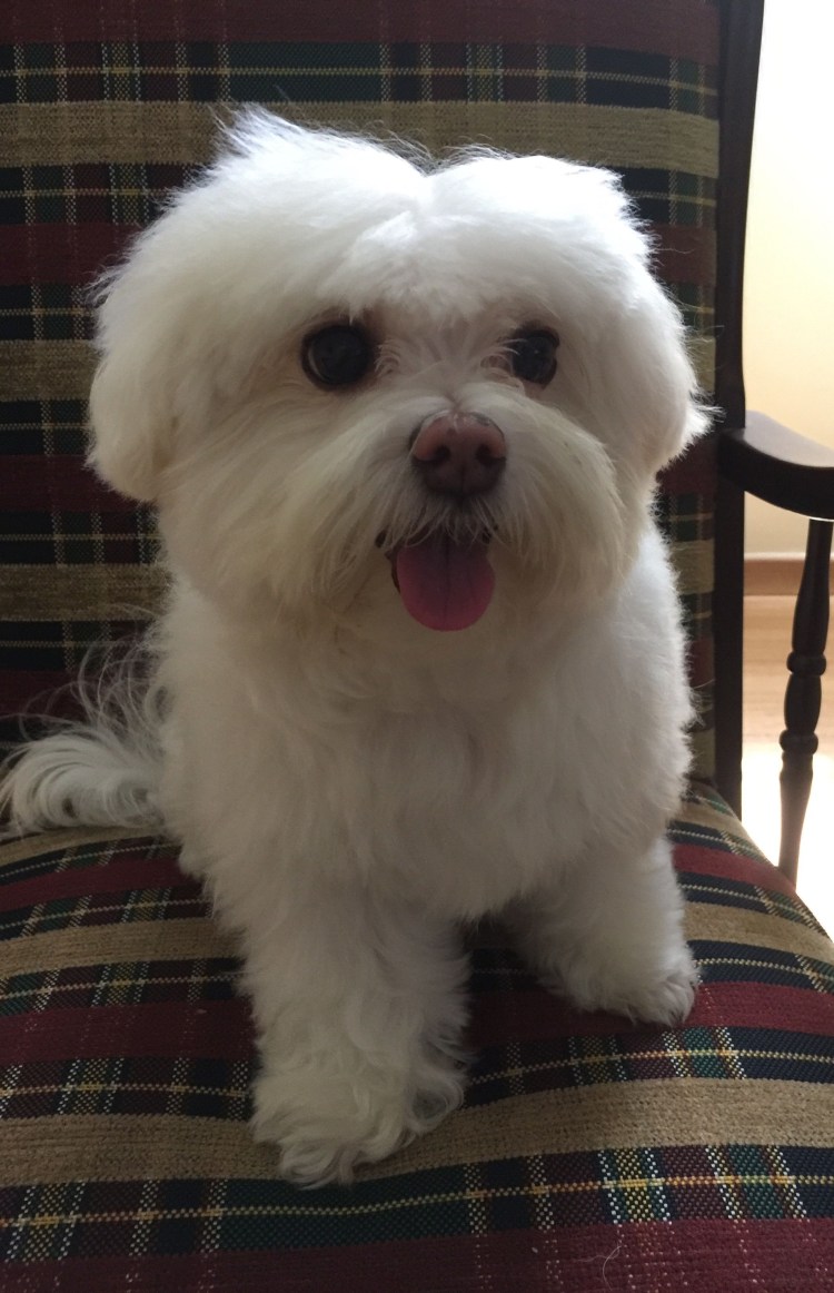 Бишон фризе черный