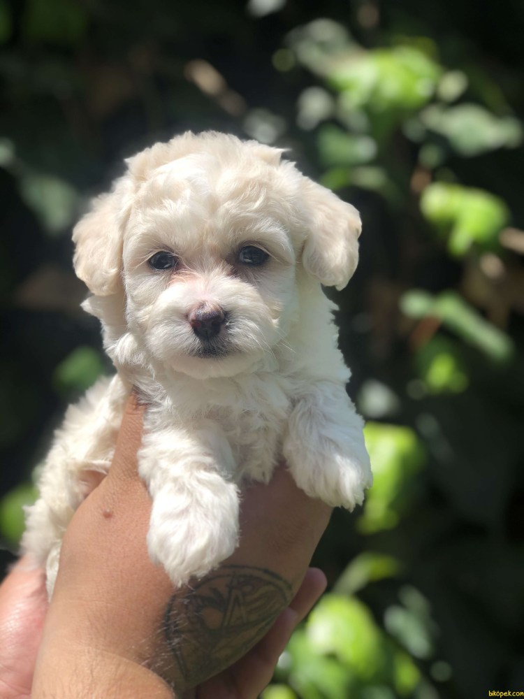 Той пудель Бишон