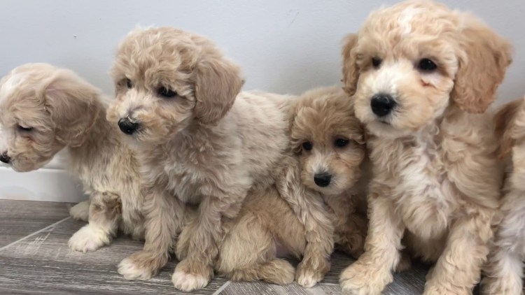 Бишон чихуахуа