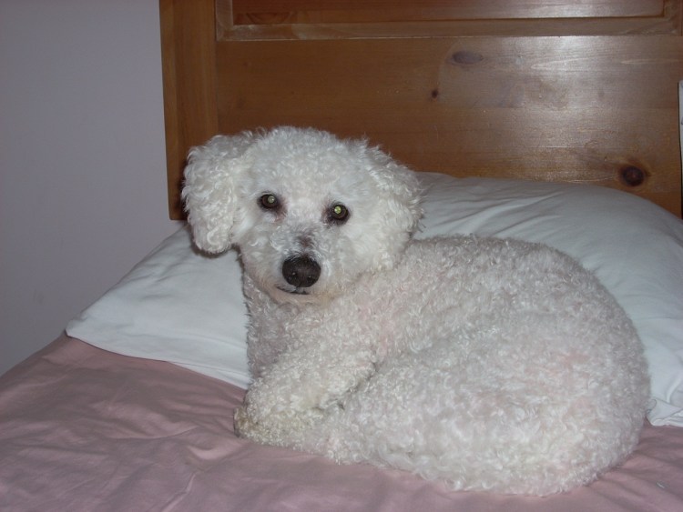 Пудель Бишон фризе