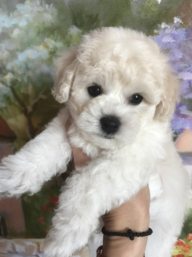 Йоркширский Бишон