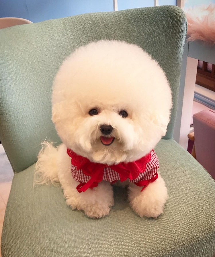 Бишон фризе и шпиц