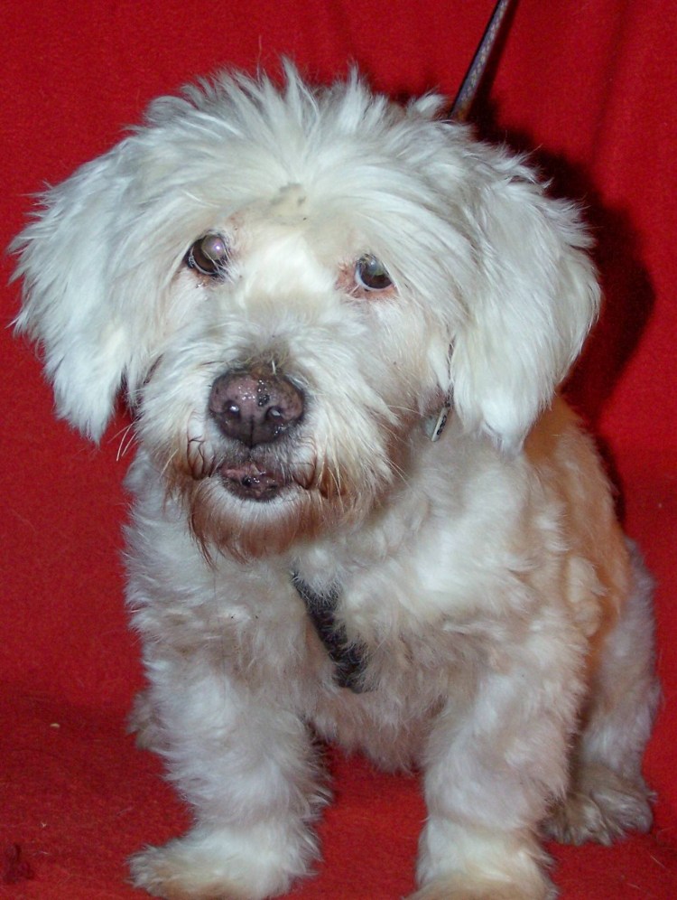 Болонка альбинос