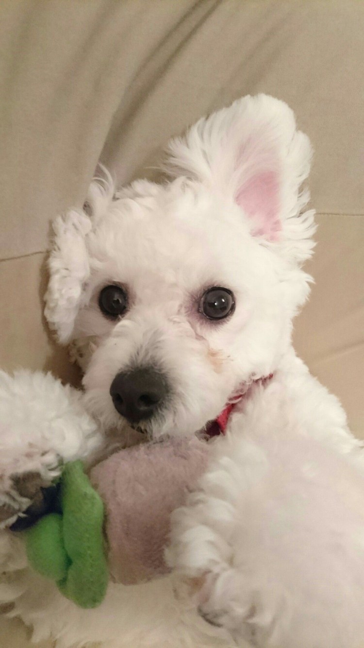 Метис Бишон фризе и чихуахуа