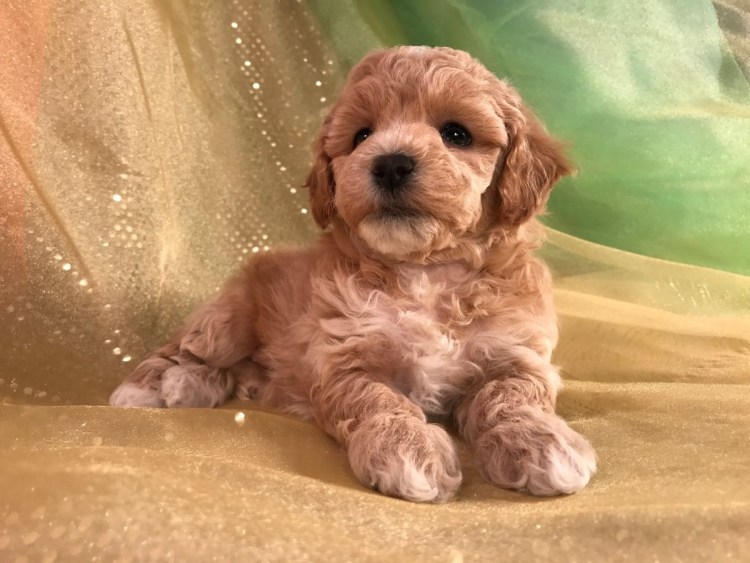 Мальтипу и шпиц