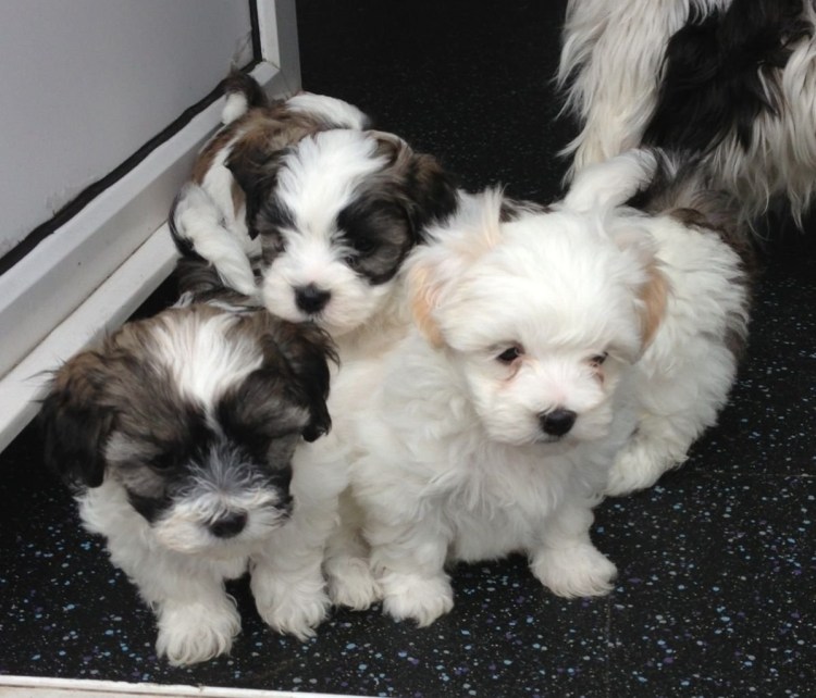 Бишон фризе мальтипу