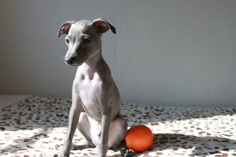 Малая итальянская борзая Левретка метис