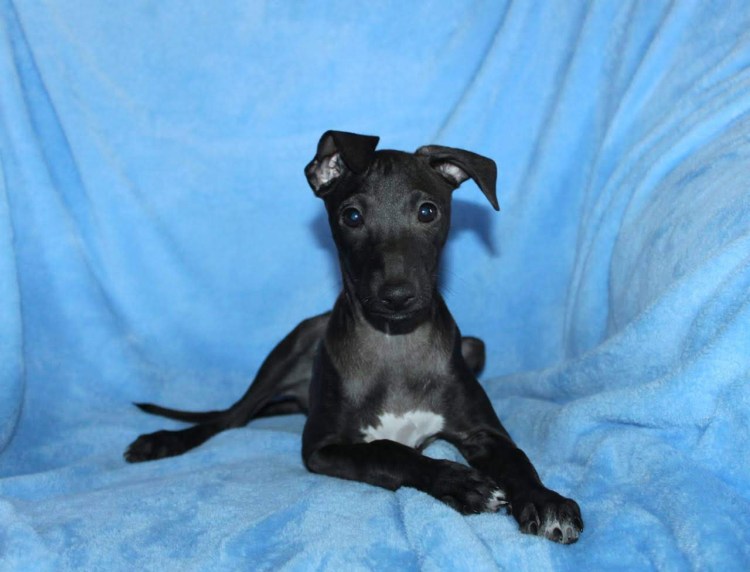 Метис левретки