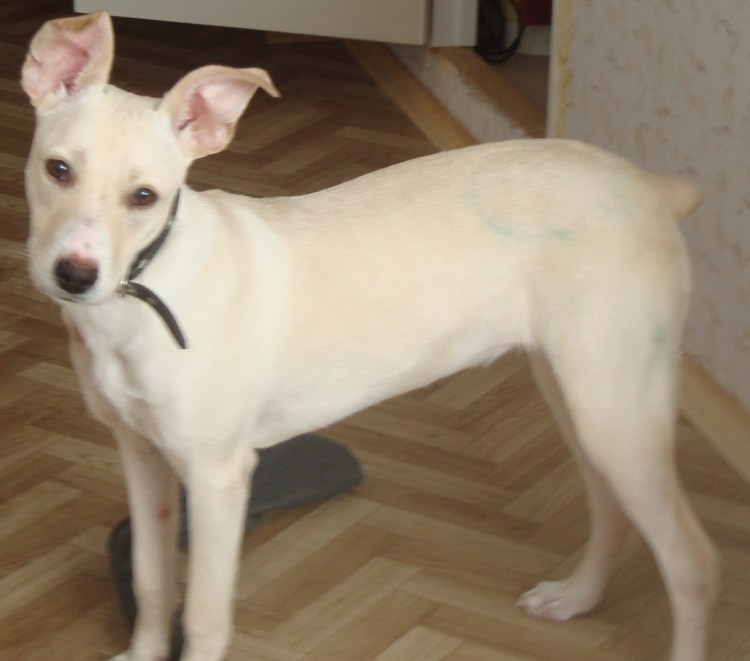 Метис лабрадора и терьера