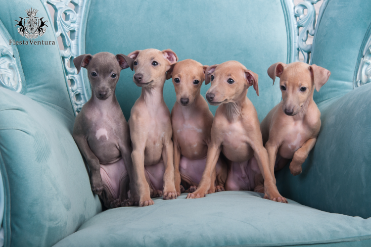 Много левреток