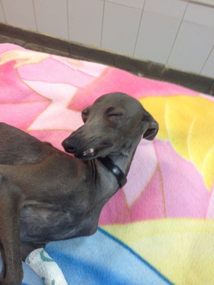 Левретка той терьер