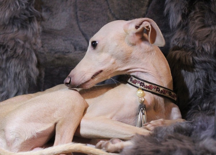 Левретка цвет Изабелла