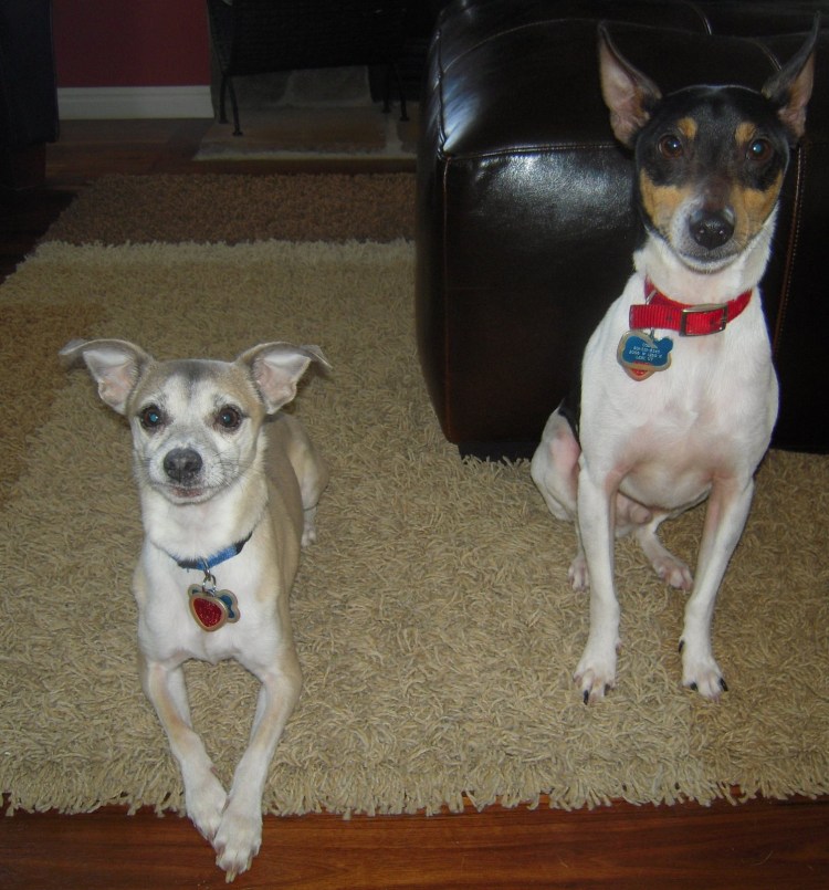 Левретка и Джек Рассел